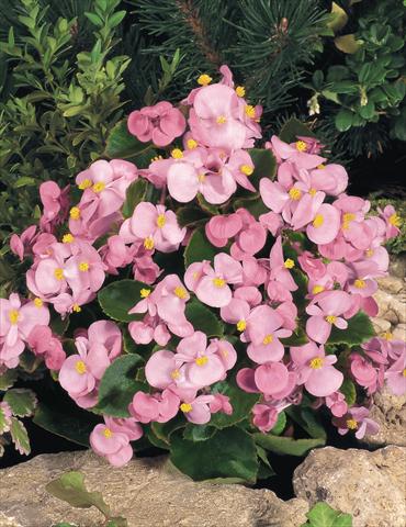 photo of flower to be used as: Pot and bedding Begonia semperflorens Sprint Pink