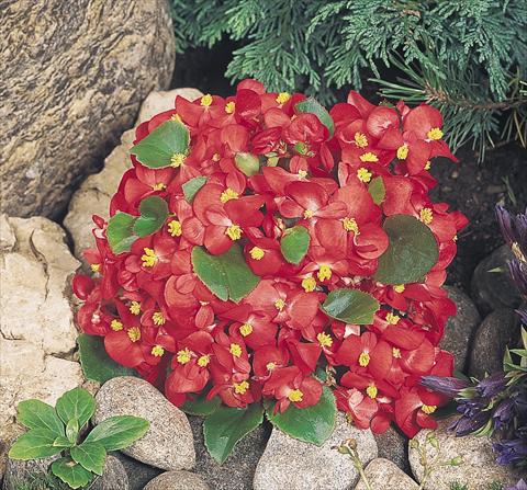 photo of flower to be used as: Pot and bedding Begonia semperflorens Sprint Red