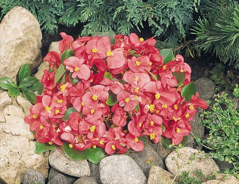 photo of flower to be used as: Pot and bedding Begonia semperflorens Sprint Rose