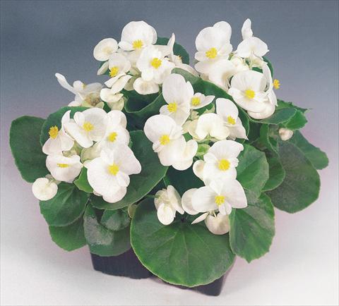 photo of flower to be used as: Pot and bedding Begonia semperflorens Sprint White