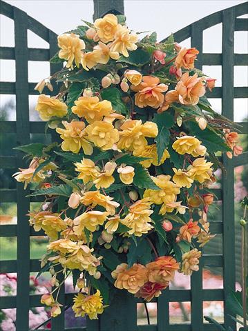 photo of flower to be used as: Pot, bedding, patio, basket Begonia tuberhybrida Illumination® Apricot