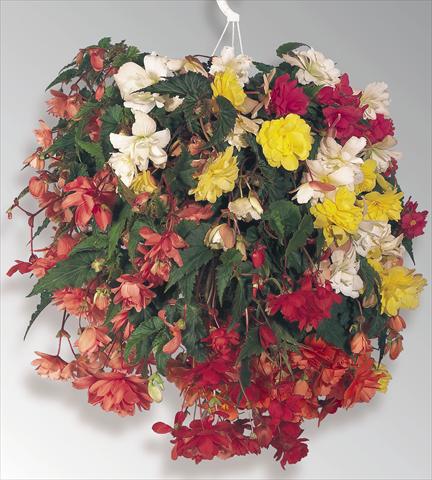 photo of flower to be used as: Pot, bedding, patio, basket Begonia tuberhybrida Illumination® Mix