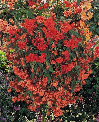 photo of flower to be used as: Pot, bedding, patio, basket Begonia tuberhybrida Illumination® Orange