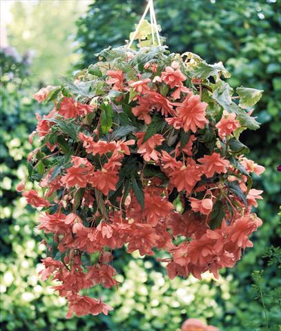 photo of flower to be used as: Pot, bedding, patio, basket Begonia tuberhybrida Illumination® Salmon Pink