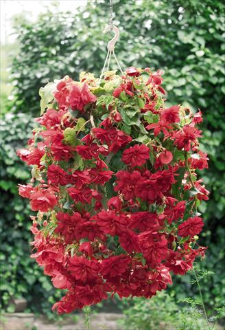 photo of flower to be used as: Pot, bedding, patio, basket Begonia tuberhybrida Illumination® Scarlet
