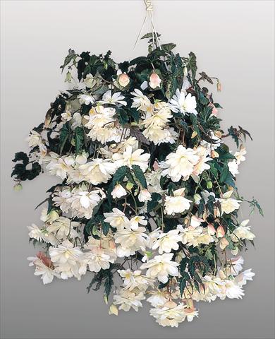 photo of flower to be used as: Pot, bedding, patio, basket Begonia tuberhybrida Illumination® White