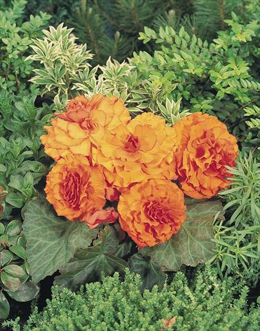 photo of flower to be used as: Pot, bedding, patio, basket Begonia tuberhybrida NonStop® Apricot