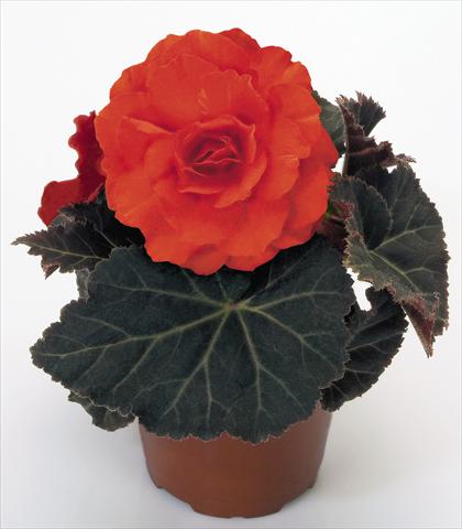 photo of flower to be used as: Pot, bedding, patio, basket Begonia tuberhybrida NonStop® Mocca Deep Orange