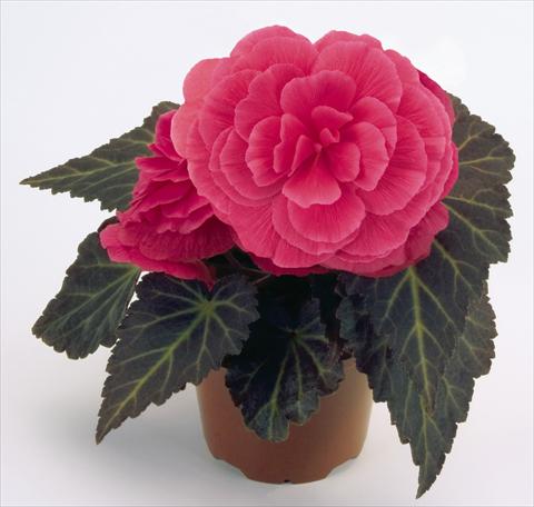 photo of flower to be used as: Pot, bedding, patio, basket Begonia tuberhybrida NonStop® Mocca Pink Shades