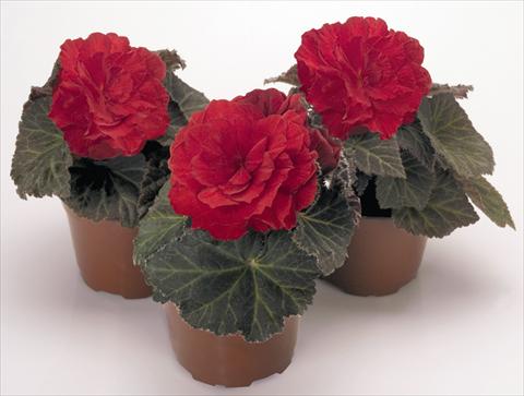 photo of flower to be used as: Pot, bedding, patio, basket Begonia tuberhybrida NonStop® Mocca Scarlet