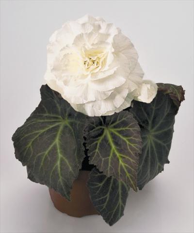 photo of flower to be used as: Pot, bedding, patio, basket Begonia tuberhybrida NonStop® Mocca White