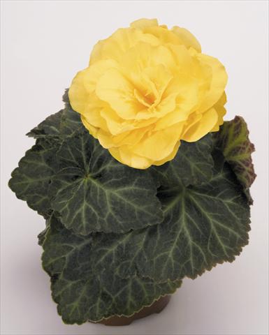 photo of flower to be used as: Pot, bedding, patio, basket Begonia tuberhybrida NonStop® Mocca Yellow