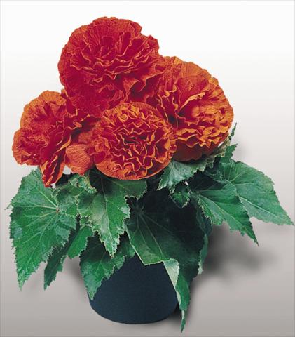 photo of flower to be used as: Pot, bedding, patio, basket Begonia tuberhybrida NonStop® Orange