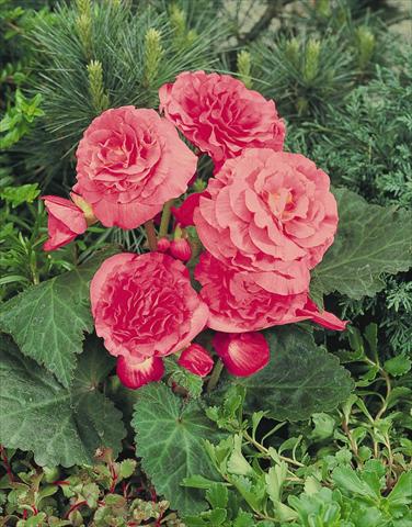 photo of flower to be used as: Pot, bedding, patio, basket Begonia tuberhybrida NonStop® Pink