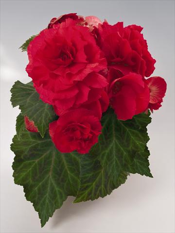 photo of flower to be used as: Pot, bedding, patio, basket Begonia tuberhybrida NonStop® Red