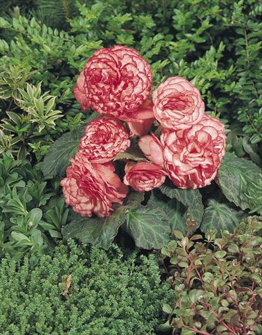 photo of flower to be used as: Pot, bedding, patio, basket Begonia tuberhybrida NonStop® Rose Petticoat
