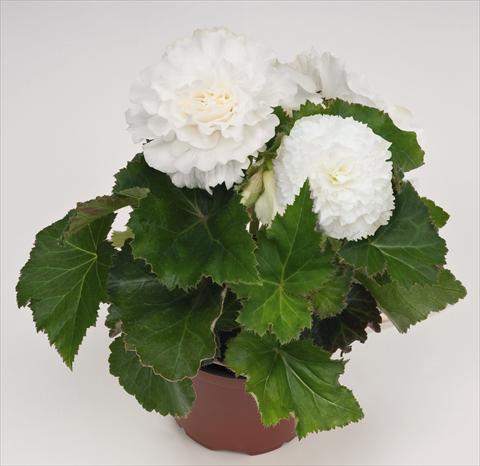 photo of flower to be used as: Pot, bedding, patio, basket Begonia tuberhybrida NonStop® White