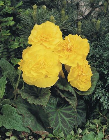 photo of flower to be used as: Pot, bedding, patio, basket Begonia tuberhybrida NonStop® Yellow