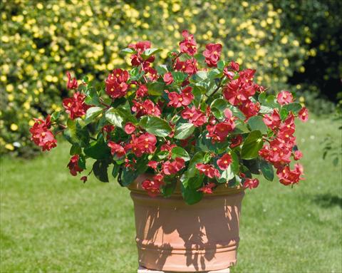 photo of flower to be used as: Pot and bedding Begonia x benariensis BIG Red with Green Leaf