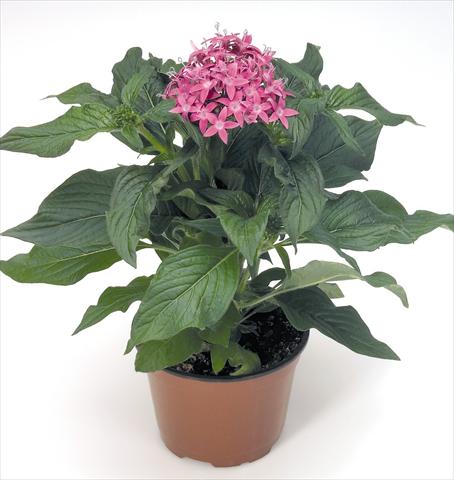 photo of flower to be used as: Pot and bedding Pentas lanceolata Kaleidoscope Lilac