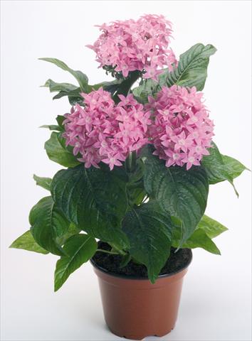 photo of flower to be used as: Pot and bedding Pentas lanceolata Kaleidoscope Pink