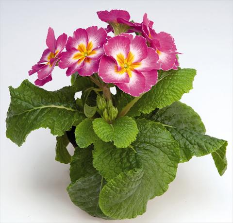 photo of flower to be used as: Pot and bedding Primula elatior Piano Rose Bicolor