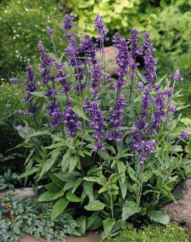 photo of flower to be used as: Bedding / border plant Salvia farinacea Evolution® Violet