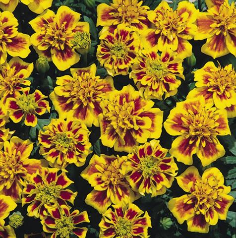 photo of flower to be used as: Bedding / border plant Tagetes patula Hero™ Bee