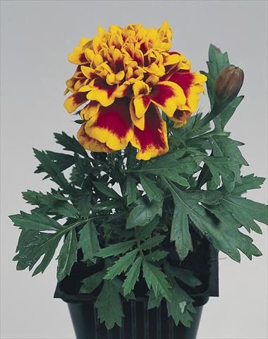 photo of flower to be used as: Bedding / border plant Tagetes patula Hero™ Flame