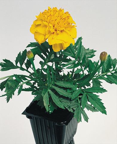 photo of flower to be used as: Pot and bedding Tagetes patula Hero™ Gold