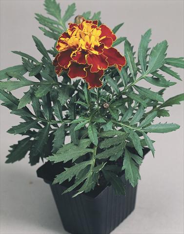 photo of flower to be used as: Bedding / border plant Tagetes patula Hero™ Harmony