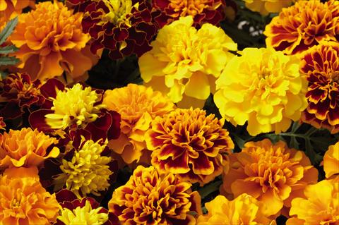 photo of flower to be used as: Bedding / border plant Tagetes patula Hero™ Mix
