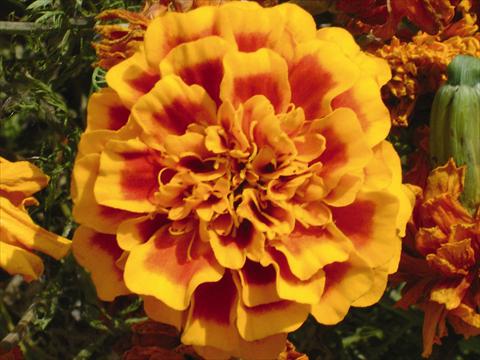 photo of flower to be used as: Bedding / border plant Tagetes patula Hero™ Orange Bee