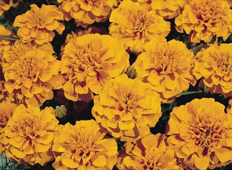photo of flower to be used as: Bedding / border plant Tagetes patula Hero™ Orange
