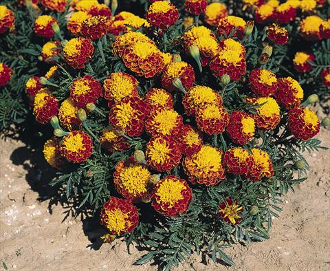 photo of flower to be used as: Bedding / border plant Tagetes patula Hero™ Spry