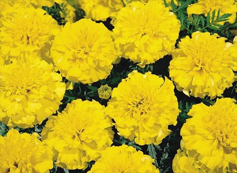 photo of flower to be used as: Bedding / border plant Tagetes patula Hero™ Yellow