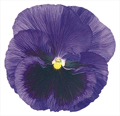 photo of flower to be used as: Pot and bedding Viola wittrockiana Inspire® Blue with Blotch