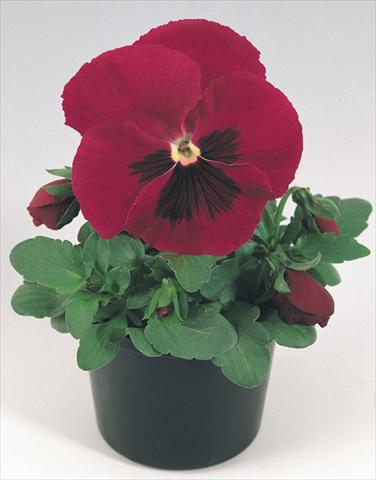 photo of flower to be used as: Pot and bedding Viola wittrockiana Inspire® Carmine with Blotch