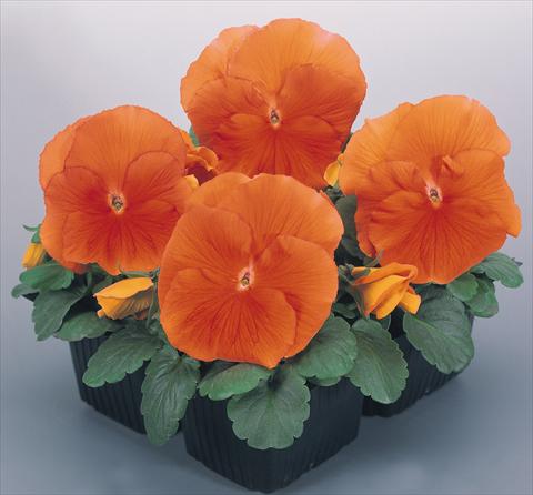 photo of flower to be used as: Pot and bedding Viola wittrockiana Inspire® Deep Orange