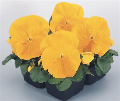 photo of flower to be used as: Pot and bedding Viola wittrockiana Inspire® Golden Yellow