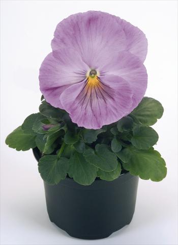 photo of flower to be used as: Pot and bedding Viola wittrockiana Inspire® Lavender Pink