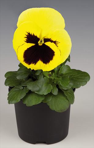 photo of flower to be used as: Pot and bedding Viola wittrockiana Inspire® Lemon with Blotch