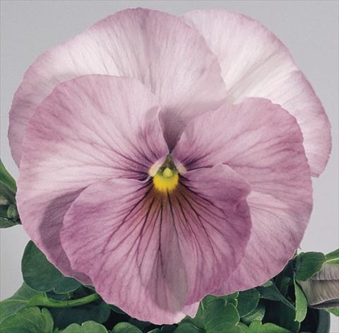 photo of flower to be used as: Pot and bedding Viola wittrockiana Inspire® Lilac Shades