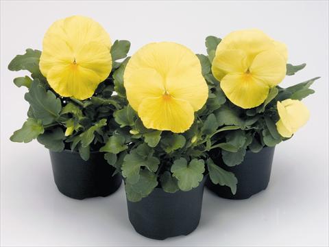photo of flower to be used as: Pot and bedding Viola wittrockiana Inspire® Primerose