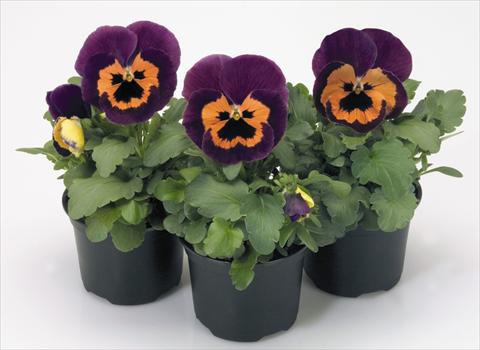 photo of flower to be used as: Pot and bedding Viola wittrockiana Inspire® Purple and Orange
