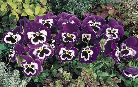 photo of flower to be used as: Pot and bedding Viola wittrockiana Inspire® Purple and White