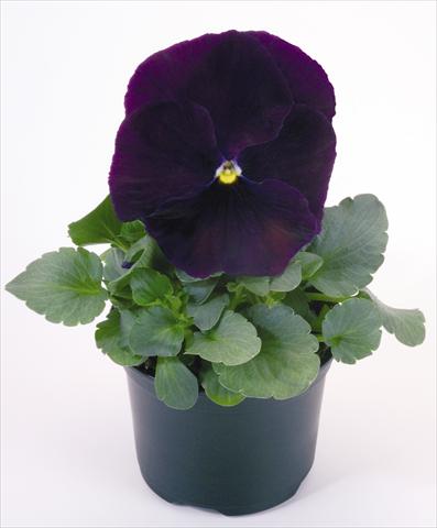 photo of flower to be used as: Pot and bedding Viola wittrockiana Inspire® Purple