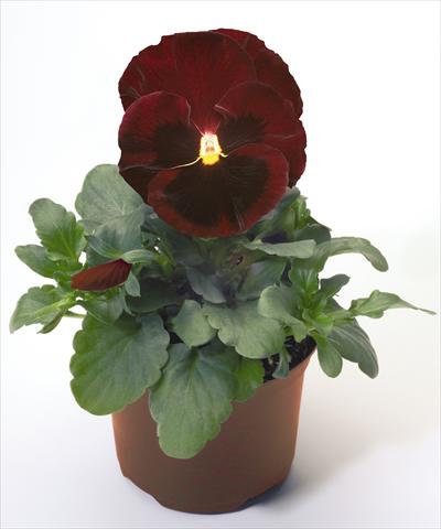 photo of flower to be used as: Pot and bedding Viola wittrockiana Inspire® Red with Blotch