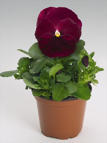 photo of flower to be used as: Pot and bedding Viola wittrockiana Inspire® Rose