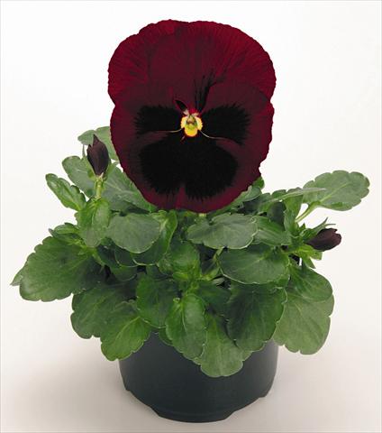 photo of flower to be used as: Pot and bedding Viola wittrockiana Inspire® Ruby